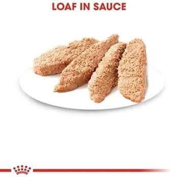 Royal Canin Kitten in Loaf Wet Food 85g (Pack of 48) : Amazon.co.uk: Pet Supplies