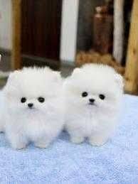 Black And White Pomeranian Puppy For Sale Well Socialized Teacup Poms Puppies Available Text 562 661 6885 We Have Two White Outst Pomeranian Puppy Pomeranian Puppy Teacup Pomeranian Puppy For Sale