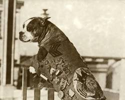 Sergeant Stubby.jpg