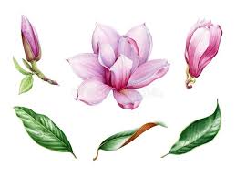 Pink Magnolia Flower And Leaf Watercolor Set Hand Drawn Close Up Collection Of Spring Blossom And Leaves Magnol Flower Drawing Magnolia Flower Spring Blossom