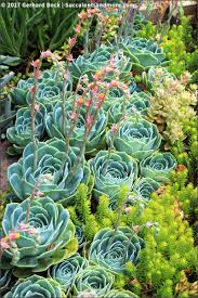 Revisiting Sues succulent garden (June 2017)