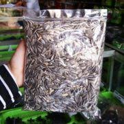 Bunga pepaya bunga pepaya yang terlihat secara fisik berwarna putih dan terasa lengket saat dipegang. Jual Benih Bibit Tanaman Bunga Matahari Murah Lengkap Bibit Online