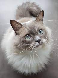 Pin By Aleksandra Ziu On Adorable Kittens And Cats Cat Breeds All Cat Breeds Common Cat Breeds