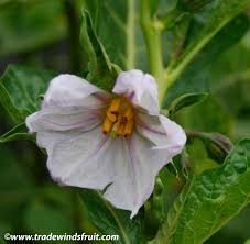 Image result for Solanum macrocarpon