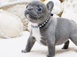Jul 06, 2020 · a mini french bulldog is not an official breed. Sold Puppies Microteacups Micro Teacup Puppies Teacup Puppies French Bulldog Puppies