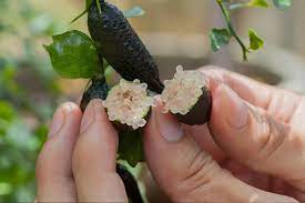 Commercial finger lime orchards do well planted in full sun. Finger Lime Everything You Need To Know About Finger Limes New Idea Food
