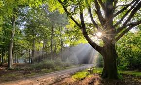 Deposits in bank of holland are insured by fdic. Holland Dutch Landscapes Beukenboom Met Bank 9729 Tapetenwebshop De