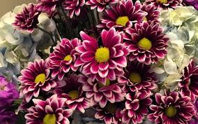 Please click here to order 04:34:01 gmt Where Can You Get Local Flowers For Mother S Day Morning Ag Clips