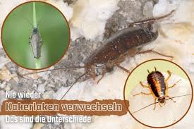 Hallo, ich habe im garten auch schon welche gesichtet und nachgesehen, da ich bei ungeziefer zu sicherlich hast du bis jetzt eine lösung gefunden, wie du die kakerlaken im garten vertreiben. Verwechslung Der Kakerlake Das Ist Zu Beachten Gartenlexikon De