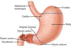 Anatomy Of Stomach Antrum Anatomy Drawing Diagram