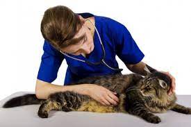 We discuss risk factors, early signs of mammary tumours, treatment and prevention. Breast Cancer In Cats Causes Symptoms Treatment All About Cats