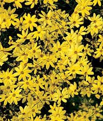 Pin By Rosana Trigo On Flowers Perennials Coreopsis Moonbeam Flowers Perennials Fall Garden Planting
