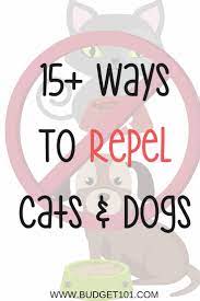 This is because cat owners often allow them to run around outside. Repelling Dogs And Cats From The Garden Repel Animals From The Garden