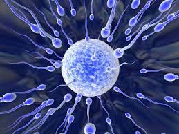 An enlarged or swollen testicle, with or without pain. Why Are 250 Million Sperm Cells Released During Sex Live Science