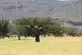 Image result for Faidherbia albida