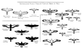 76 Scientific Eagle Comparison Chart