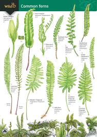 Ferns guide
