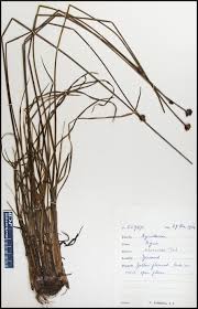 Image result for Xyris capensis