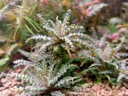 Image result for Pogostemon rogersii