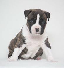 Look at pictures of american staffordshire terrier puppies who need a home. Tredanky American Staffordshire Terrier Breeder Brisbane Qld