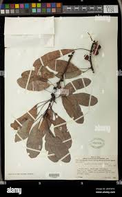 Image result for Uapaca nitida