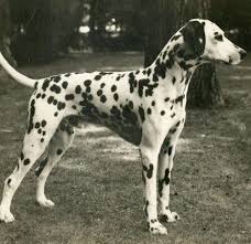 Image result for dalmatin