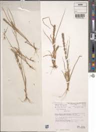 Image result for Elytrophorus spicatus