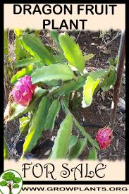 The ideal climate for sun drying has strong sunshine, with a minimum temperature of 85 degrees fahrenheit (30 centigrade) and low humidity. Dragon Fruit Plant For Sale Dragon Fruit Plant Plant Sale Fruit Plants
