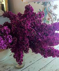 Emitting a powerful fragrance, the purple lilac makes an when digging a hole to plant the purple lilac make sure it can accomodate the roots without bending or breaking them. Deep Purple Lilac Bush