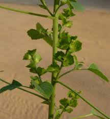 Image result for Acalypha segetalis