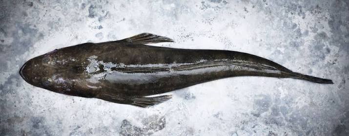 Dusky-Flathead-165