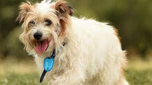 Am extra / 1 week ago. Scruffy The Rescue Dog Was Saved From Pound And Fought Cancer Herald Sun