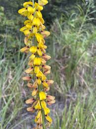 Image result for Crotalaria trichotoma