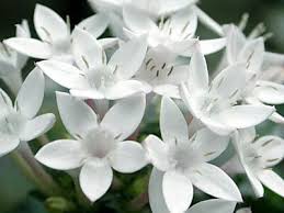 كل الورد يتشابه الا انتي انتي وردة الياسمين تبقى بيضاء مهما اختلفت الفصول قاصد خير flowers plants my inspiration
