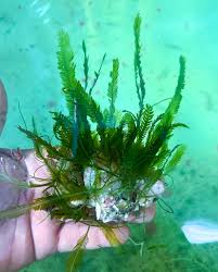 Image result for Microchloa afra