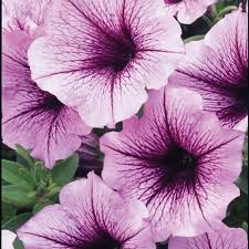 Maybe you would like to learn more about one of these? Supertunia Bordeaux Petunia Hybrid Proven Winners
