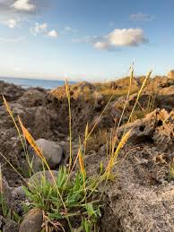 Image result for Ischaemum afrum