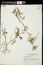 Image result for Caesalpinia glandulosopedicellata