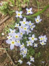 Image result for Hylebates