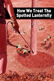 For help identifying and treating this plant, visit the penn state extension spotted lanternfly website. How To Get Rid Of Spotted Lanternfly Arxiusarquitectura