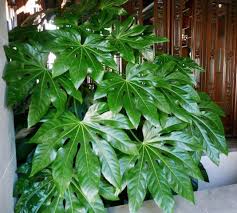 Fungal infections such as shot hold disease can lead to holes. Houseplant Japanese Aralia Fatsia Japonica 20 Seeds