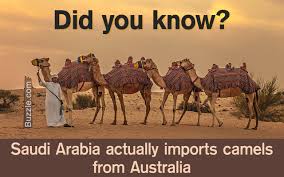 The charity helps thousands of camels every year. Pin On Know Your Animals And Birds
