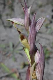 Image result for Isoglossa laxiflora