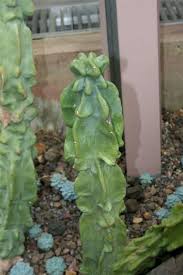 When we wound a cactus by cutting off a piece to propagate it, a scab, or callus, needs to form over the cut end before it is put. Overwatering Can Cause A Number Of Problems Leisure Tucson Com