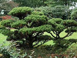 Pinus Mugo Pruned Niwaki Style Can I Do This With Mine Rock Garden Design Japanese Garden Garden Inspiration