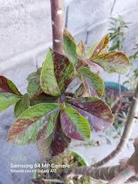 Image result for Euphorbia umbellata
