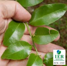 Image result for Scutia