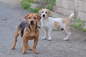 We take care of special cases that need costly veterinary treatment and/or hospitalization. 7 Amazing Street Dog Rescue Groups One Green Planet