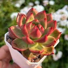 Image result for Indigofera subcorymbosa