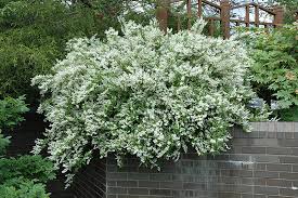 Image result for Deutzia